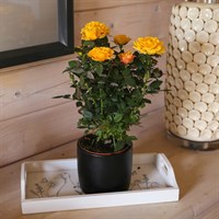 Yellow Rose Houseplant - 10.5cm Pot