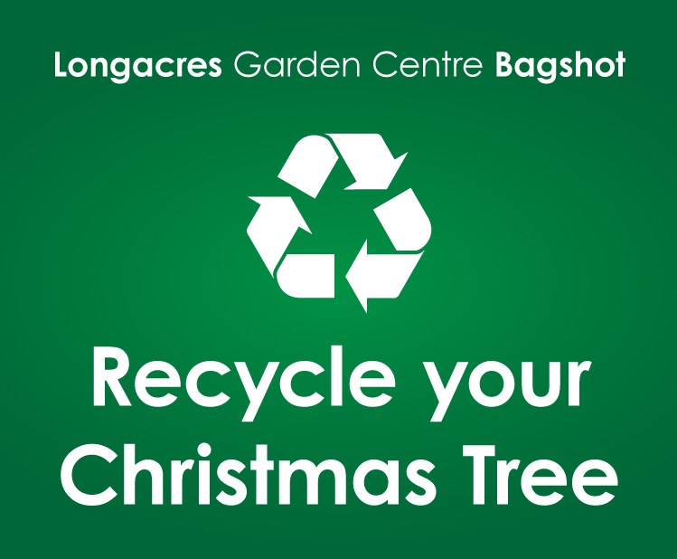 recycle your tree at Bagshot